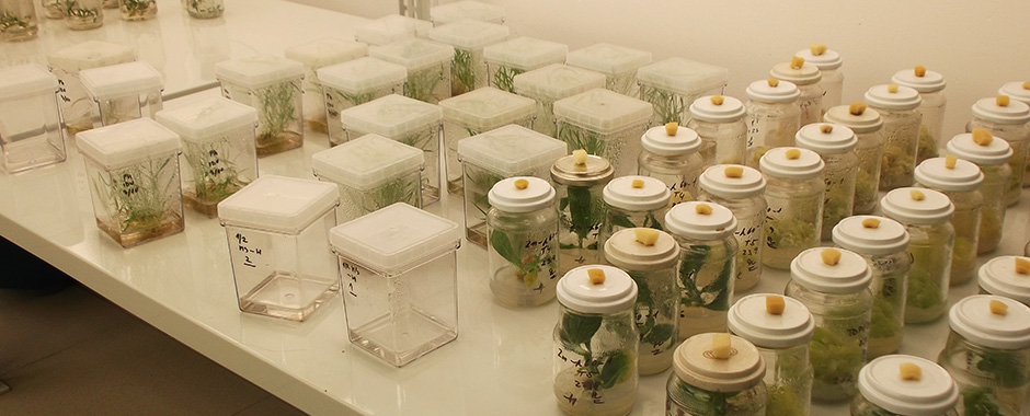Cultivation room for plant cultivation in vitro
